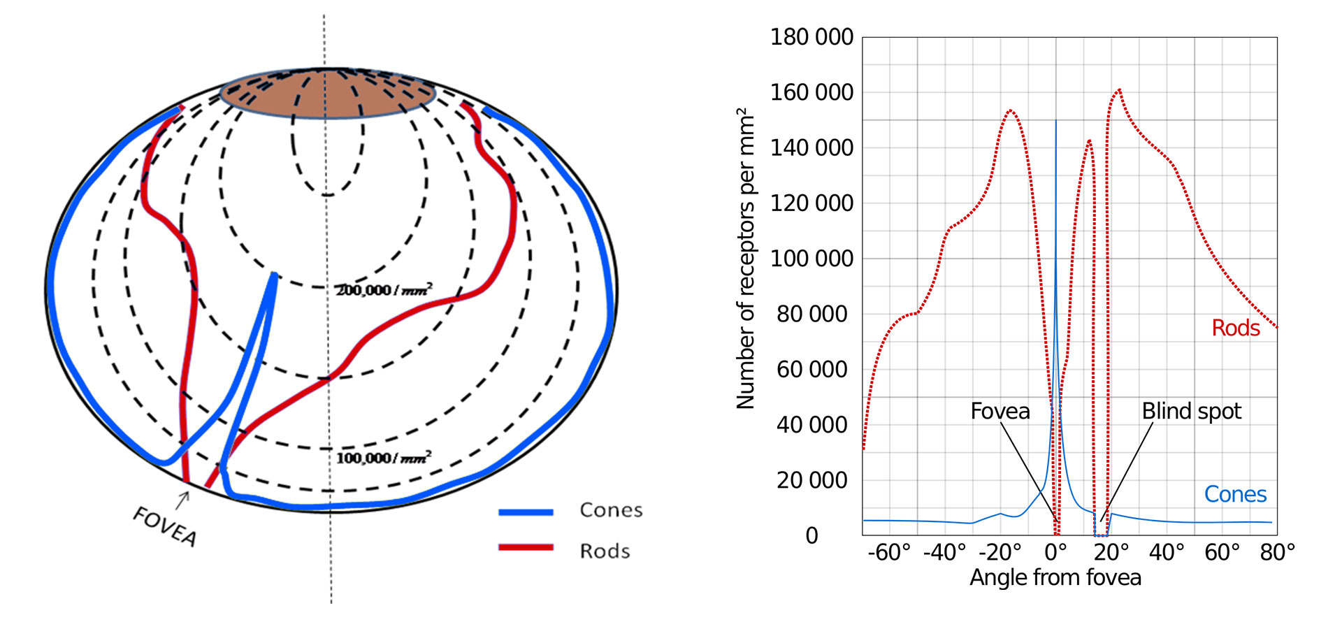 Rods and cones density